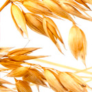 Oats
