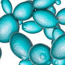 Saccharomyces cerevisae